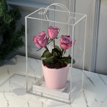 Pembe Güllü Saksıda Çiçek Pasta (Özel Tasarım Kutu)